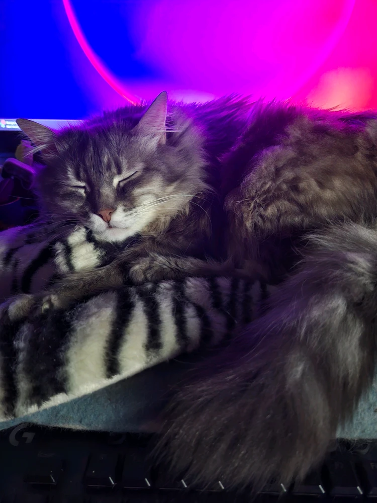 GIF ajouté par Johanna