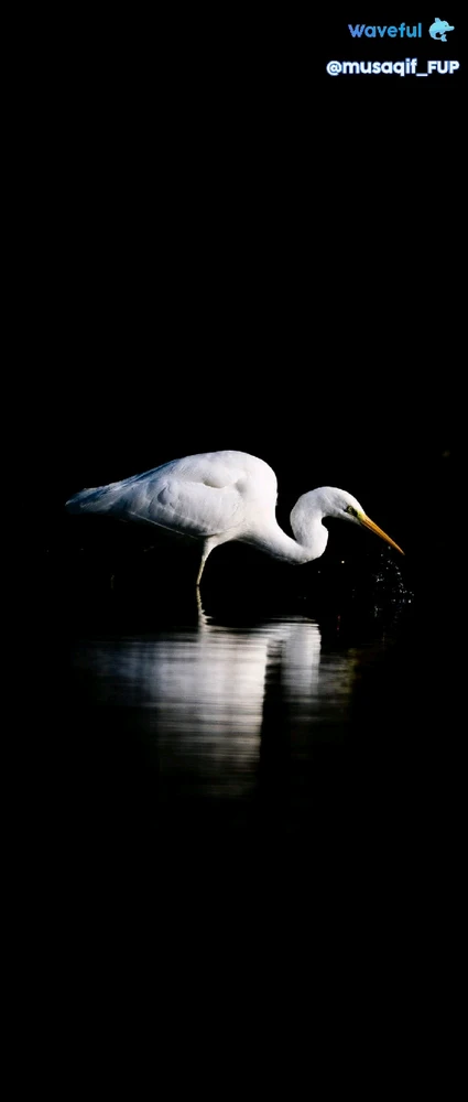 GIF diunggah oleh Aqif