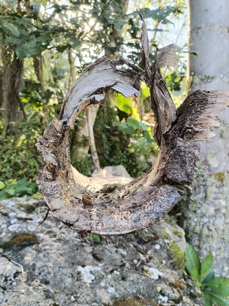 Imagen subida por Høst