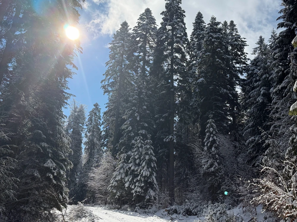 Sliku je postavio/la Ivan