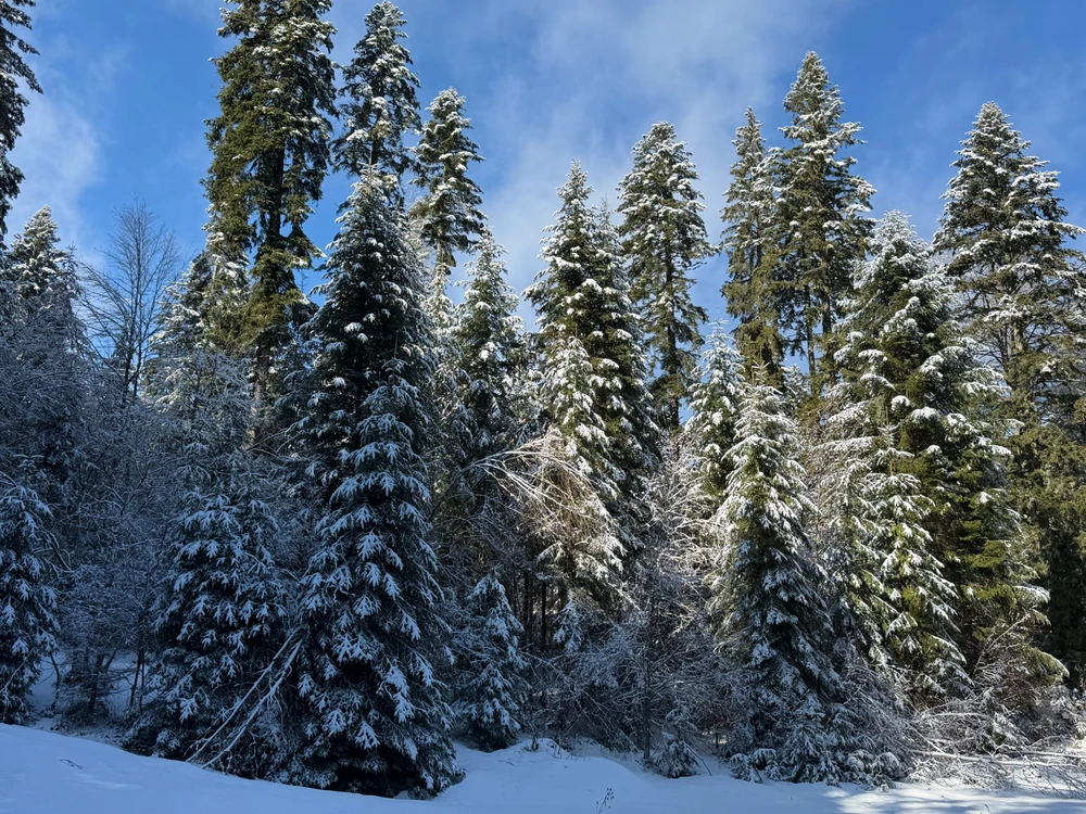 Sliku je postavio/la Ivan