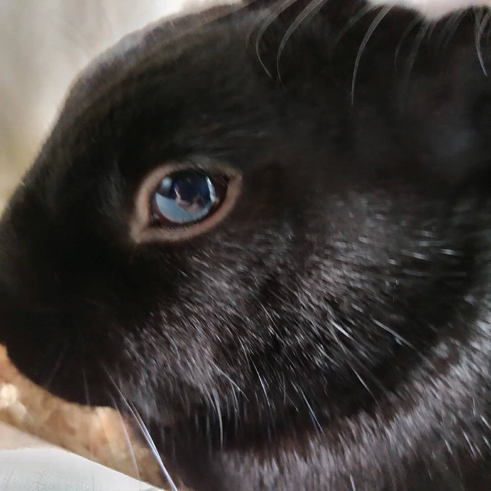 The lazy one who gets stuck in stupid places