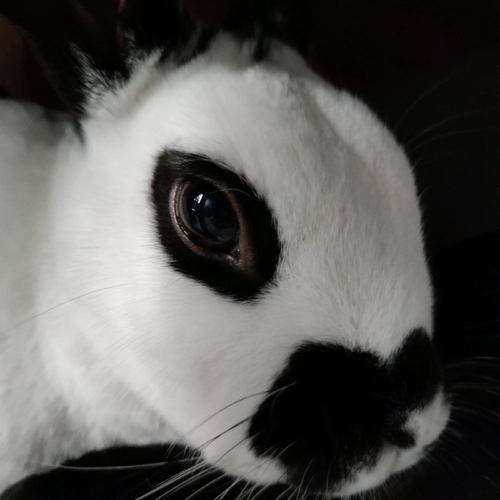 The sassy one that thinks she owns the place