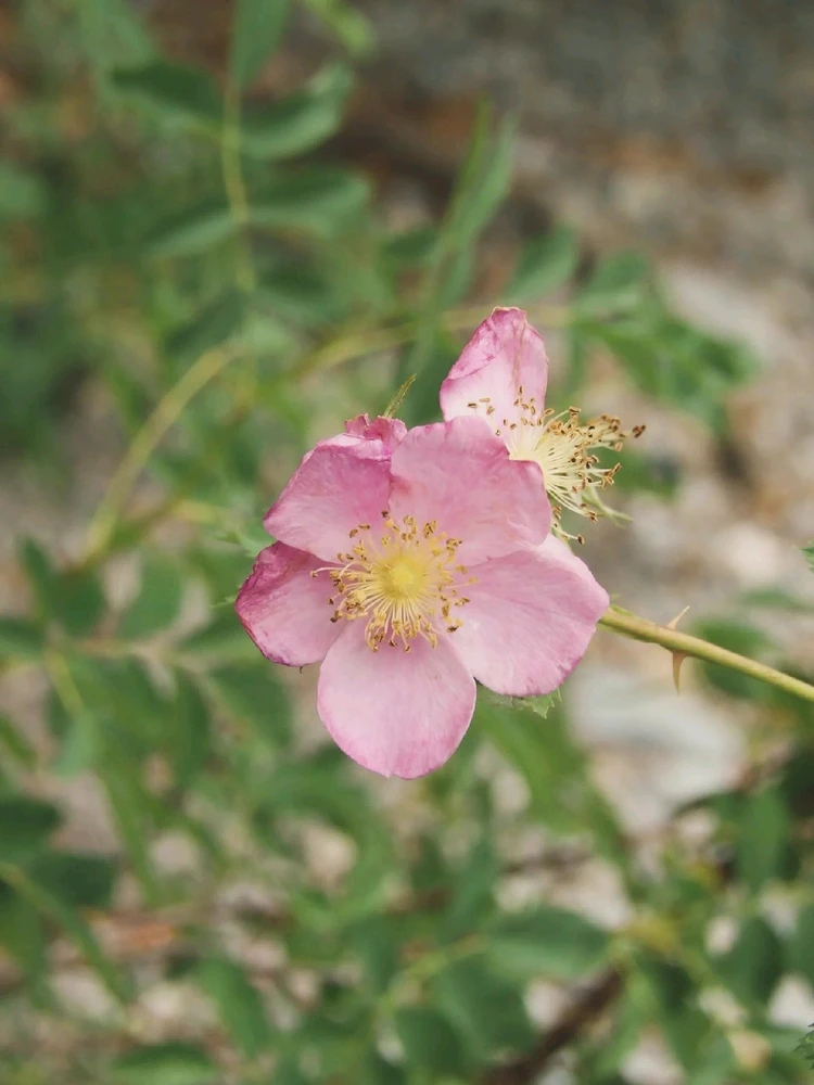 Image uploaded by Michelle