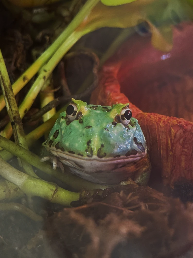 GIF uploaded by The Frog