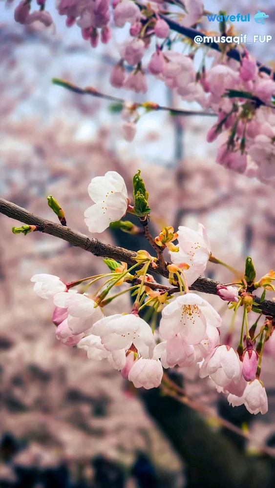 GIF diunggah oleh Aqif