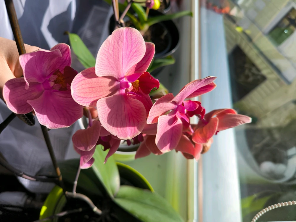 Obrázek nahrál Helenka - Wensdy