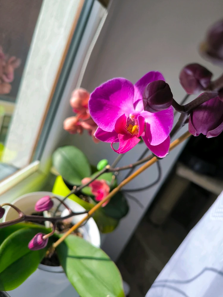 Obrázek nahrál Helenka - Wensdy