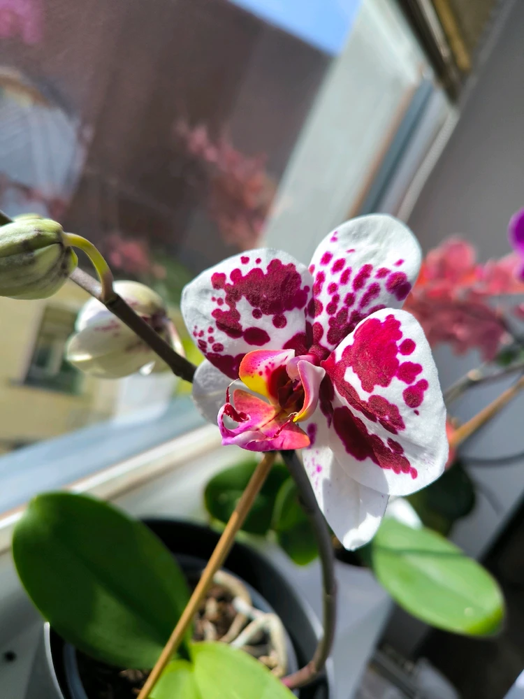 Obrázek nahrál Helenka - Wensdy