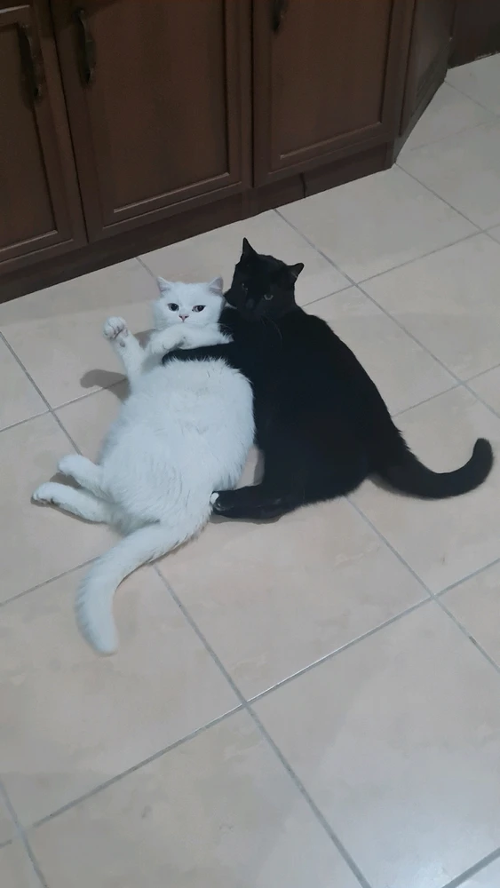 GIF diunggah dening Ecem