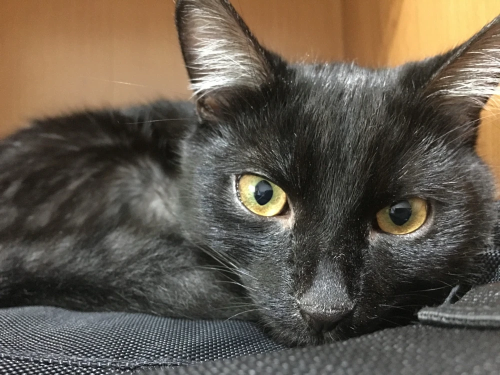 GIF uploaded by Sebastian