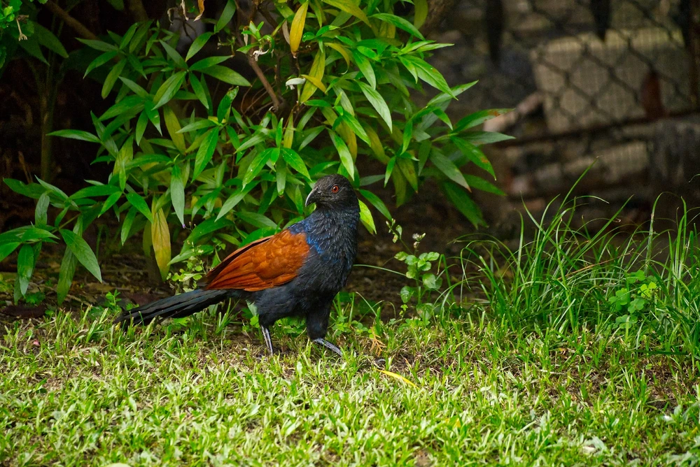 Greater Coucal