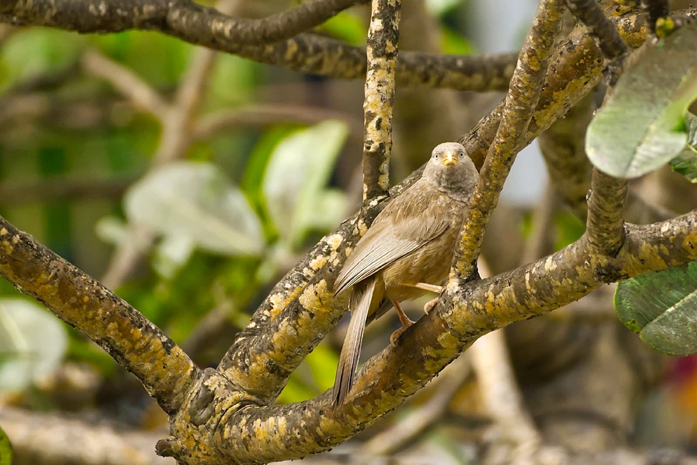 Yellow-Billed Warbler