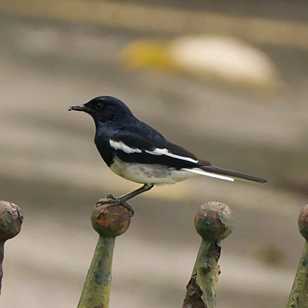 Oriental Magpie Robin
