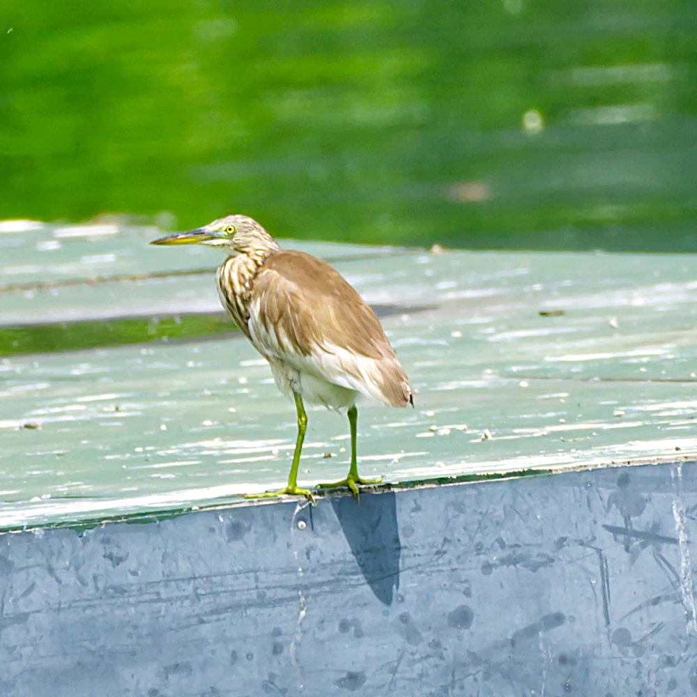 Indian Pond-Heron