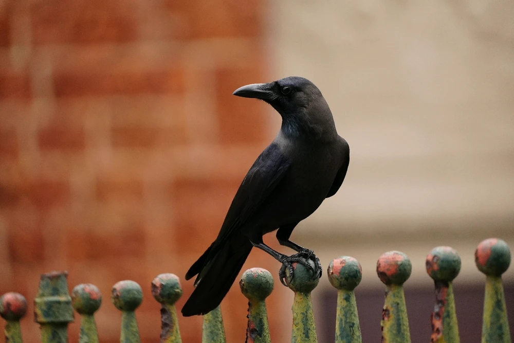 House Crow