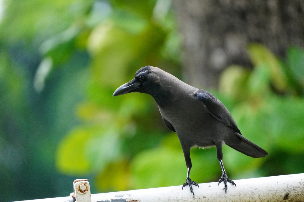 House Crow