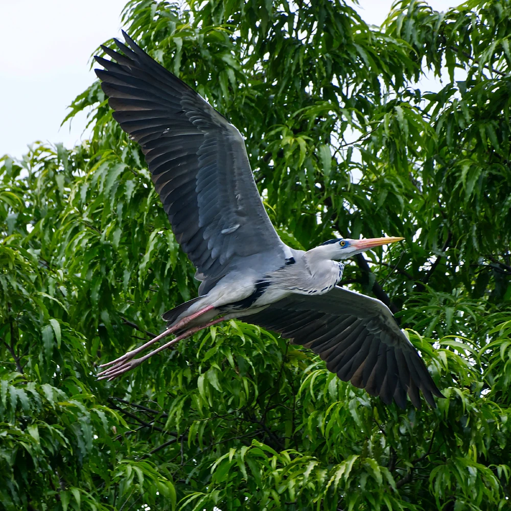 Grey Heron