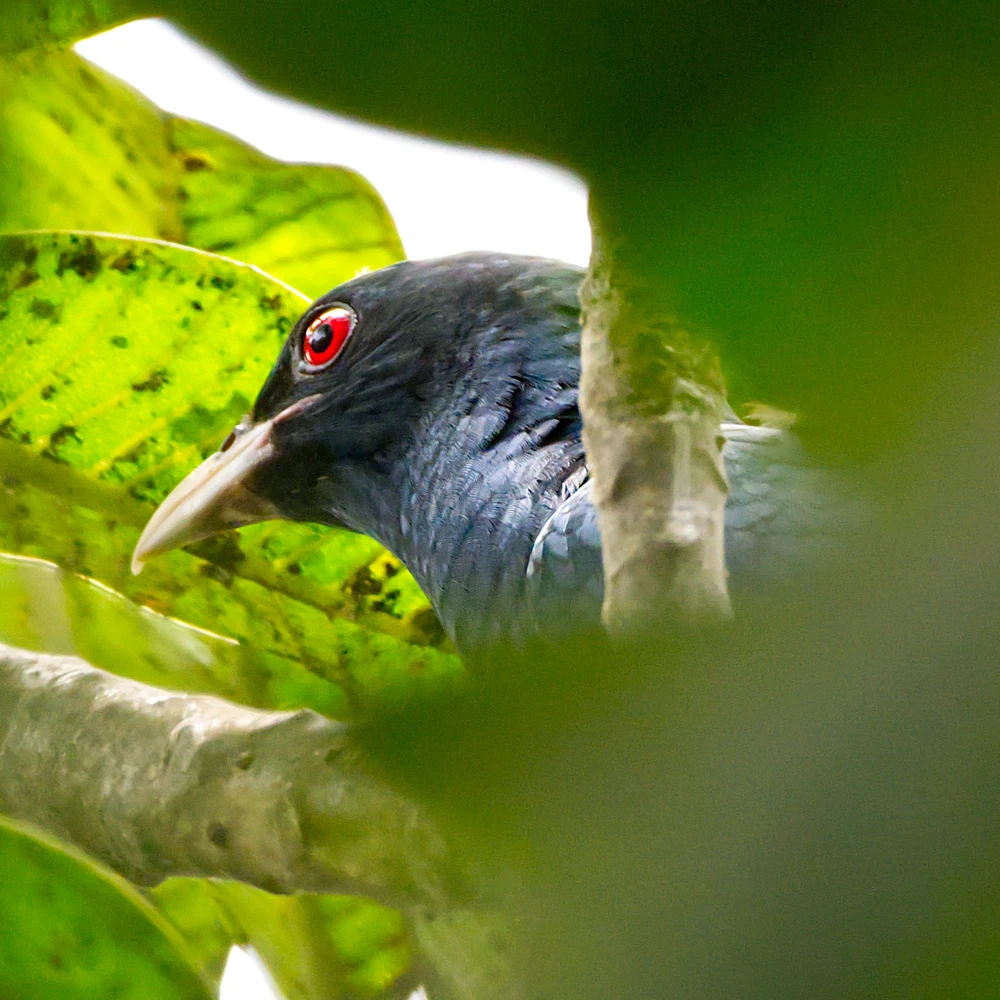 Asian Koel