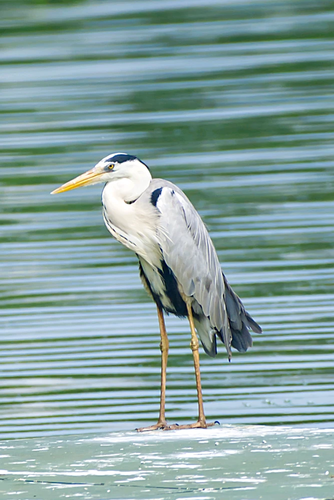 Gray Heron
