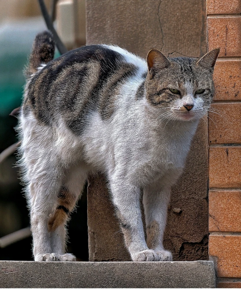 GIF uploaded by Waqas Akram