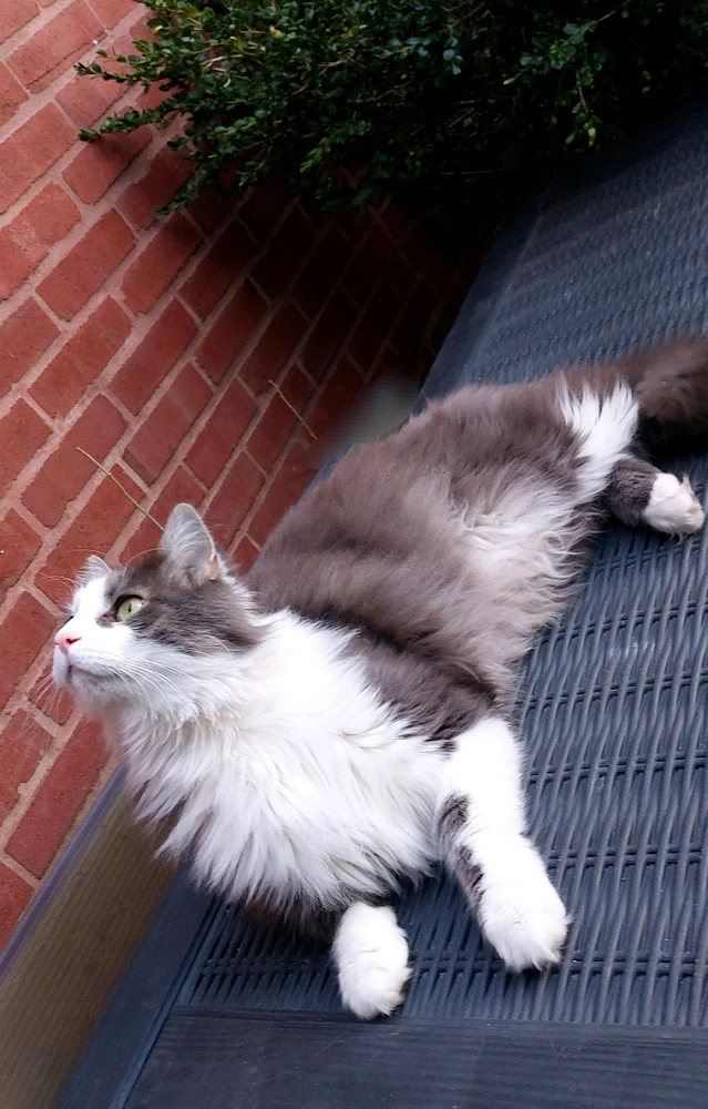 Image uploaded by HairyEagle