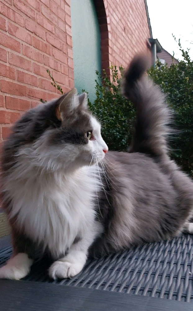 Image uploaded by HairyEagle