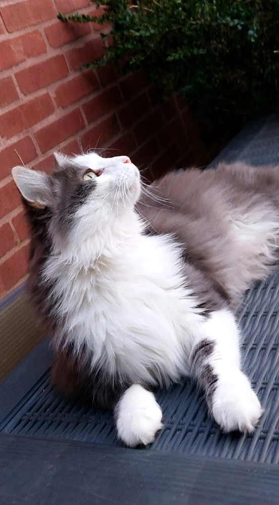 Image uploaded by HairyEagle