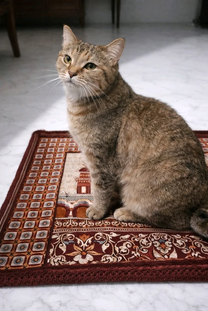 Image uploaded by 𝓢𝓮𝓻𝓮𝓷 • 𝓢𝓮𝓻𝓮𝓷𝓭𝓲𝓹𝓲𝓽𝔂