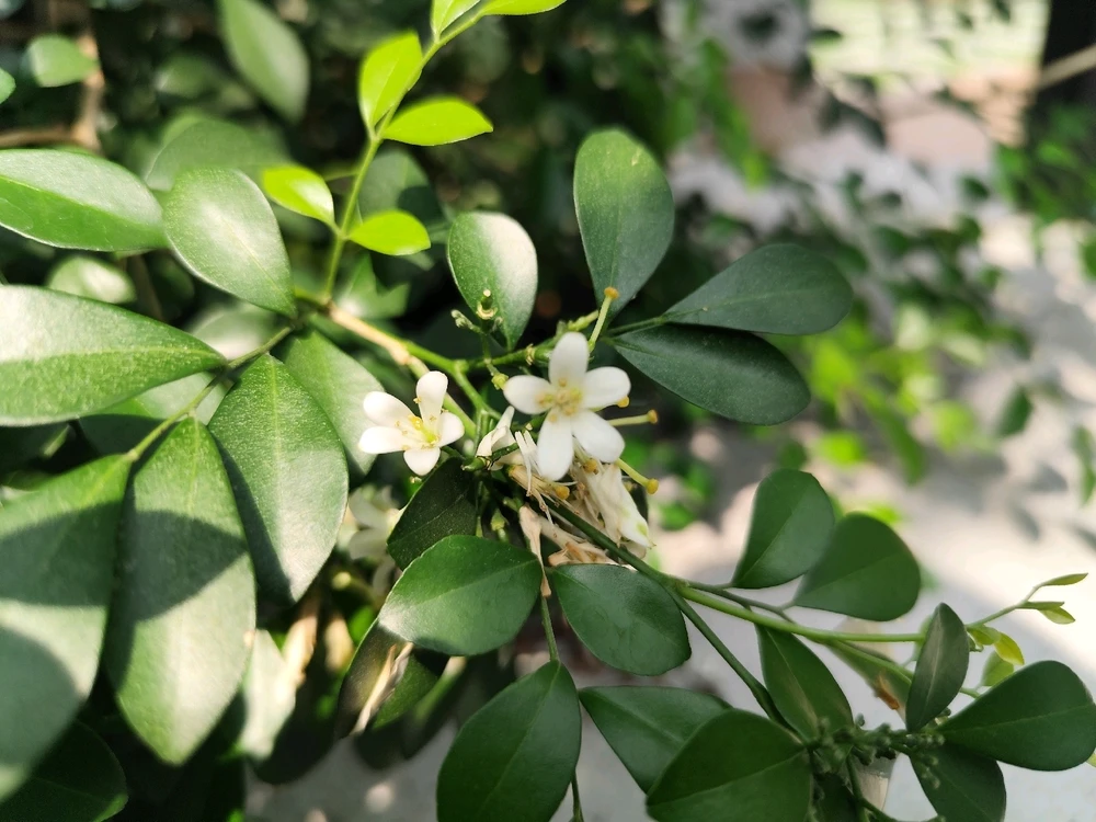 Image uploaded by Yuki