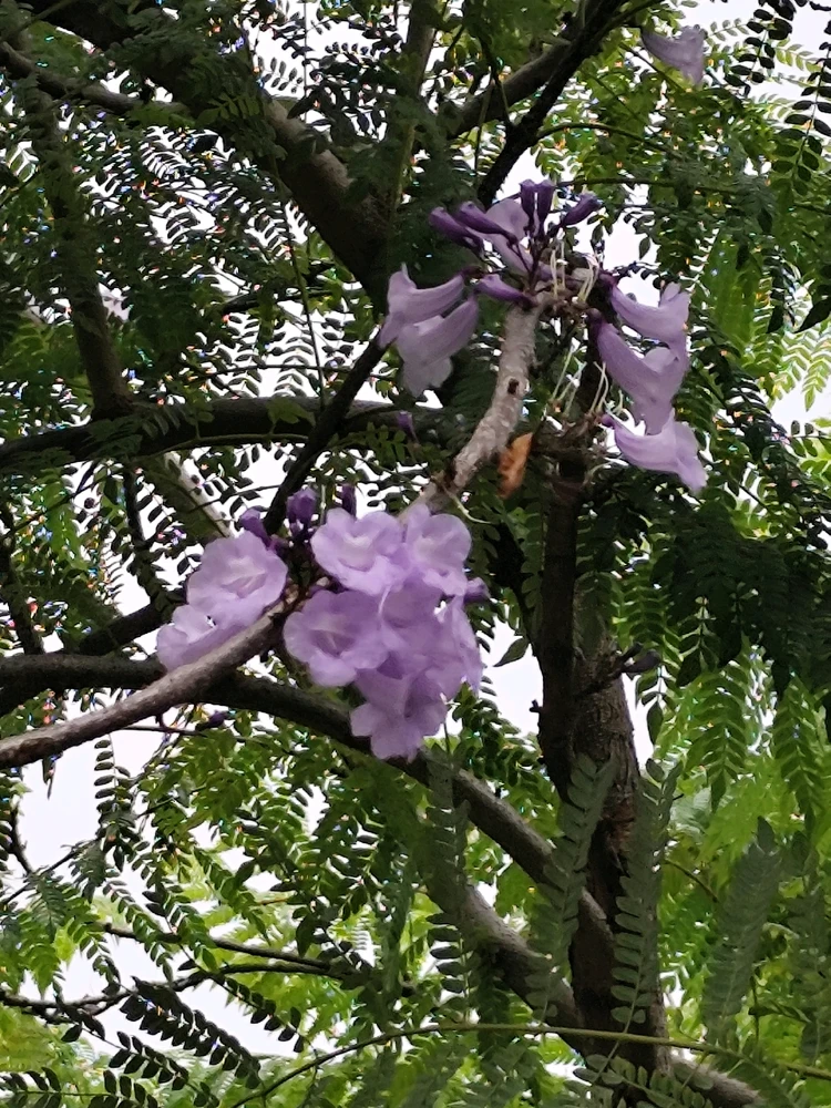 Image uploaded by Yuki