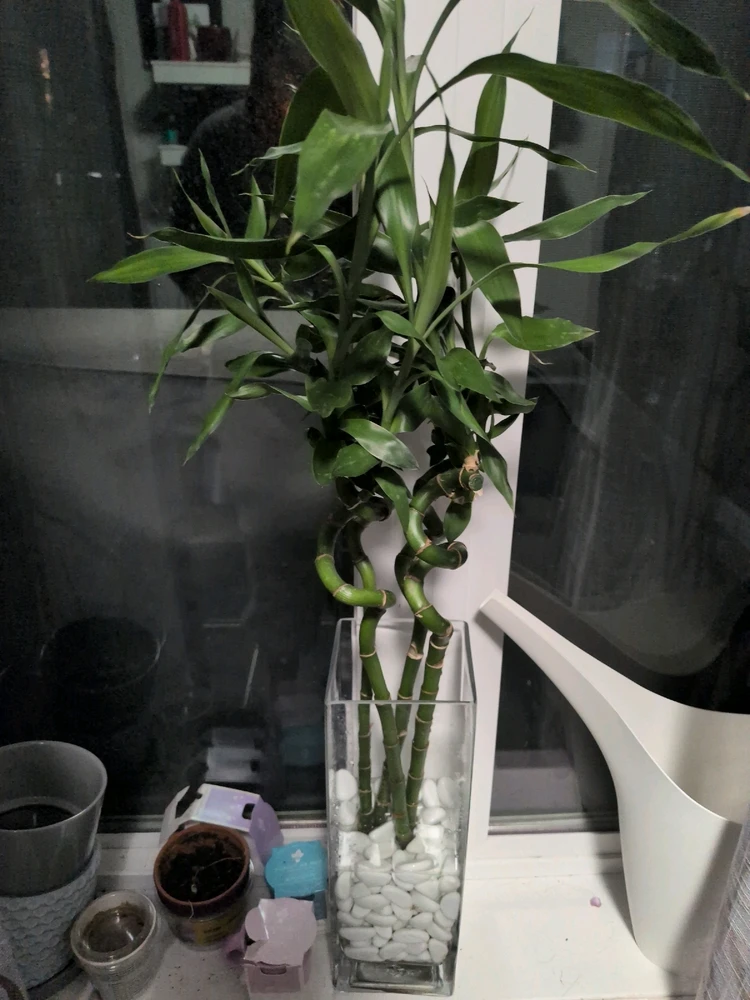 Image uploaded by Nafisa