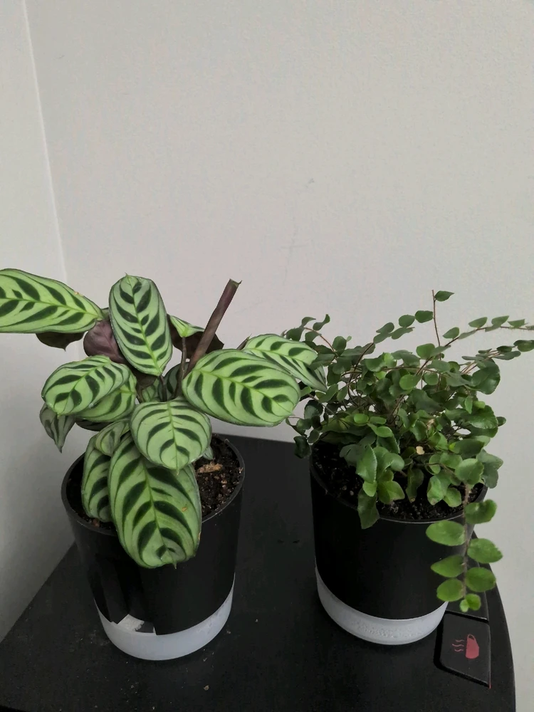 Image uploaded by Nafisa