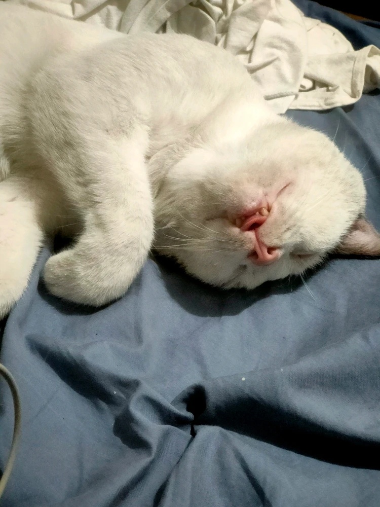 Image uploaded by Errol