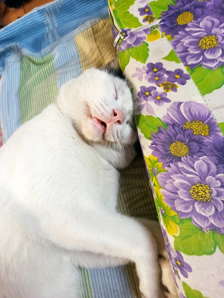 Image uploaded by Errol