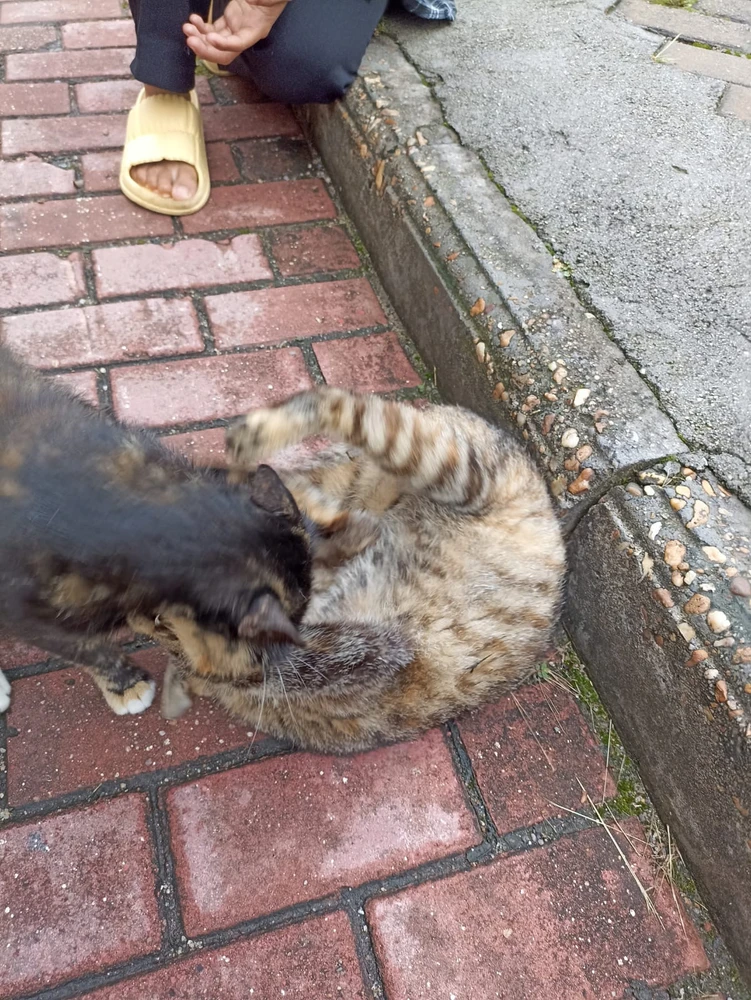 Image uploaded by Kiah