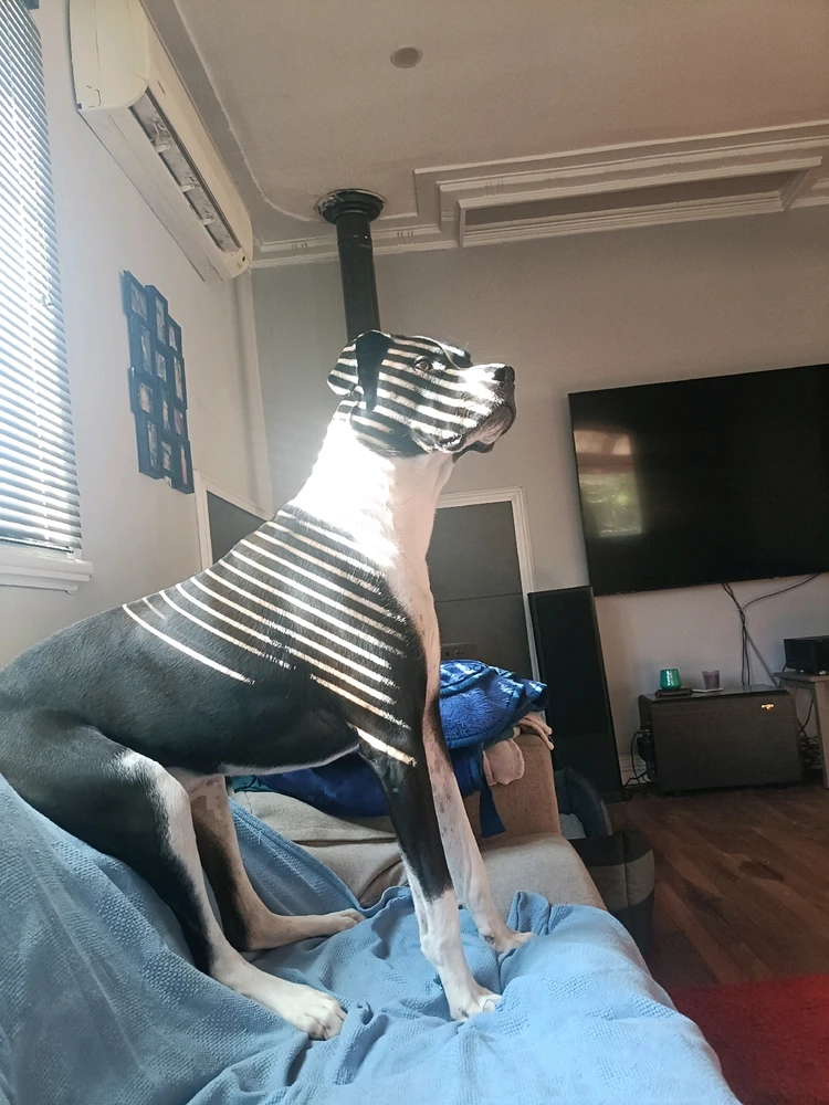 GIF uploaded by Phoenix