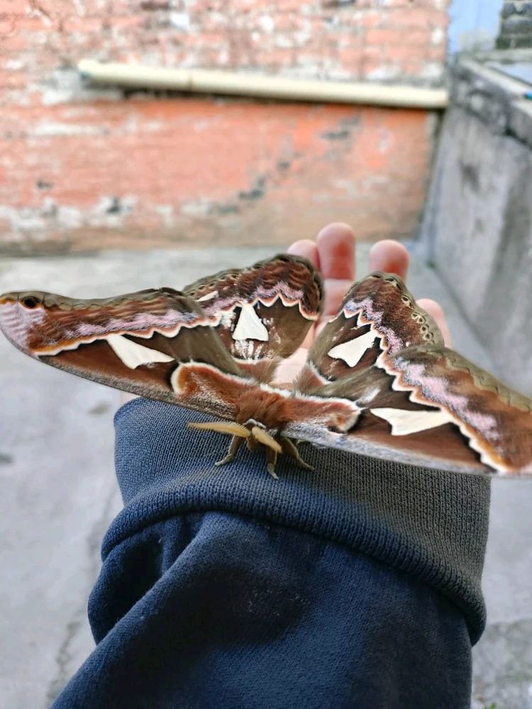 GIF subido por Joshua Diaz