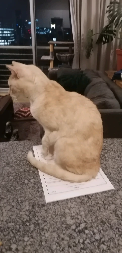 Image uploaded by Zunain