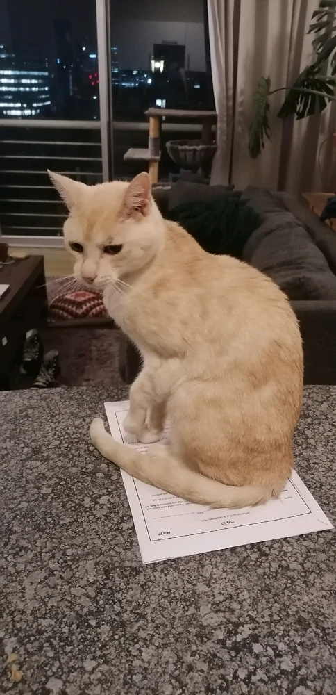 Image uploaded by Zunain