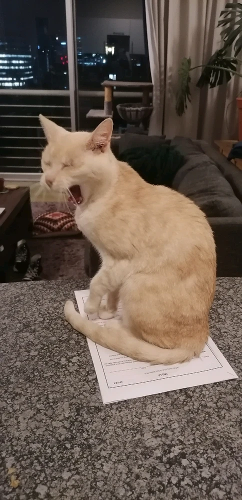 Image uploaded by Zunain