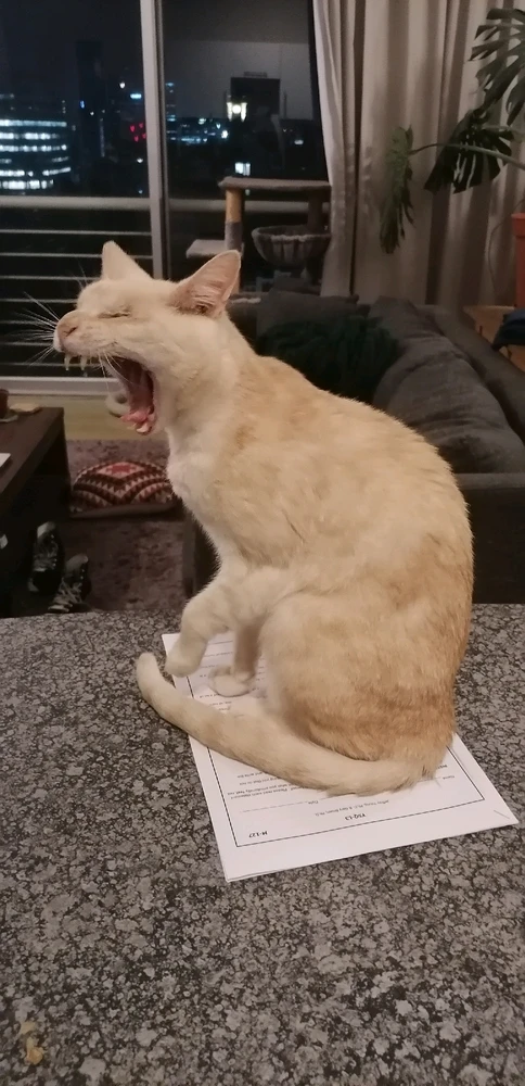 Image uploaded by Zunain