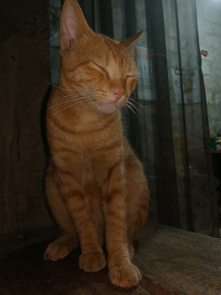 Image uploaded by Nethmal Kumarage