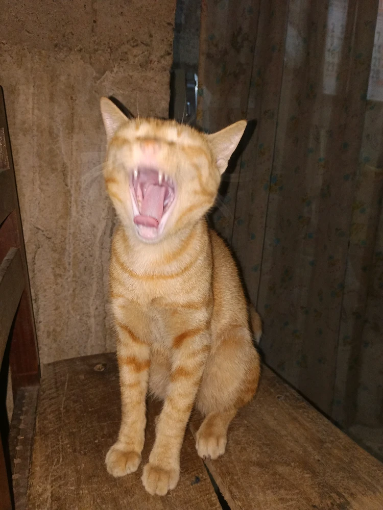 Image uploaded by Nethmal Kumarage