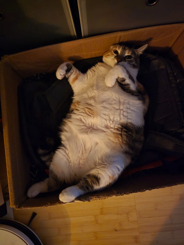 GIF încărcat de Stefan