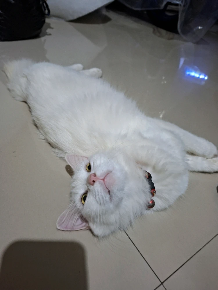 GIF uploaded by tazya