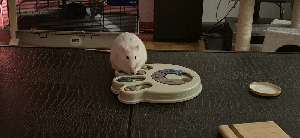 GIF hochgeladen von Luzi