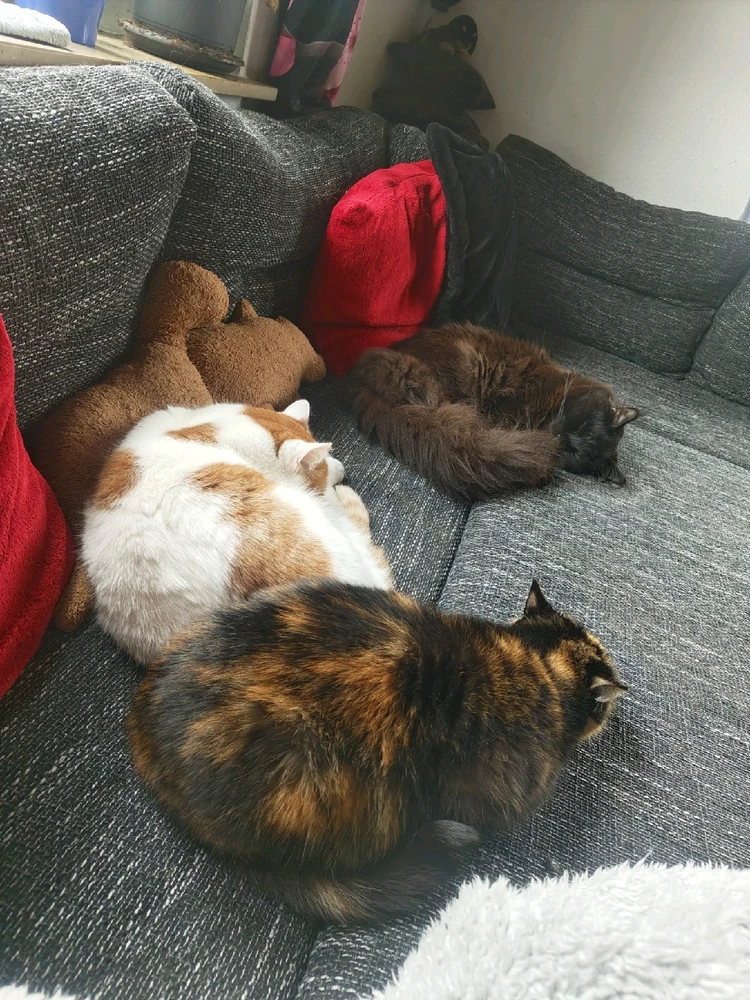 GIF hochgeladen von Fox