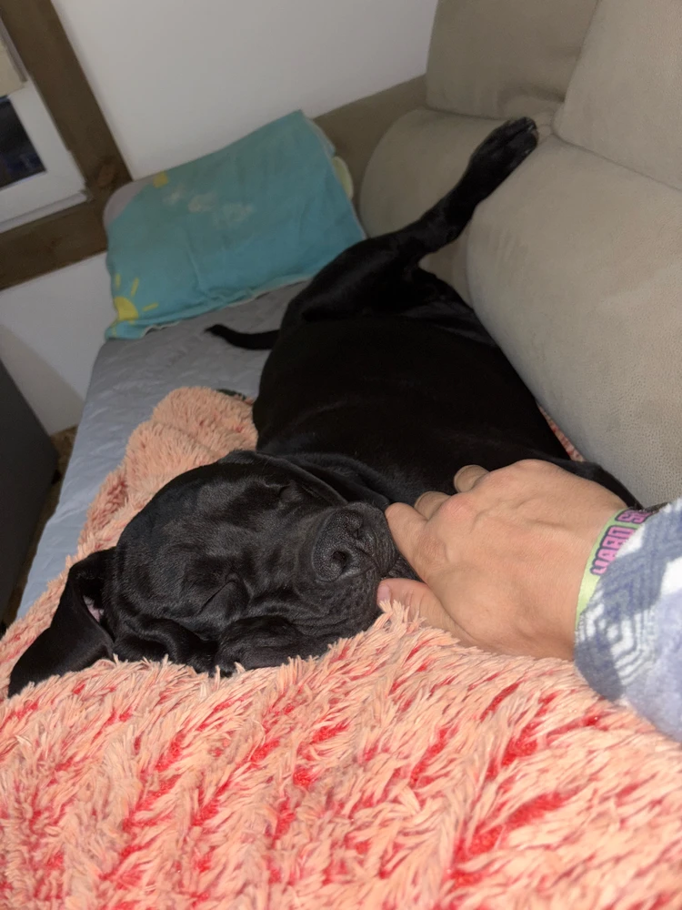 GIF enviado por João