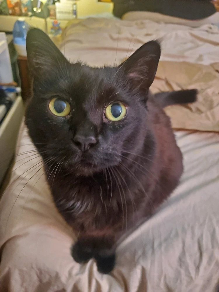 GIF uploaded by Lonny